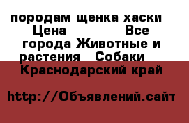 породам щенка хаски › Цена ­ 10 000 - Все города Животные и растения » Собаки   . Краснодарский край